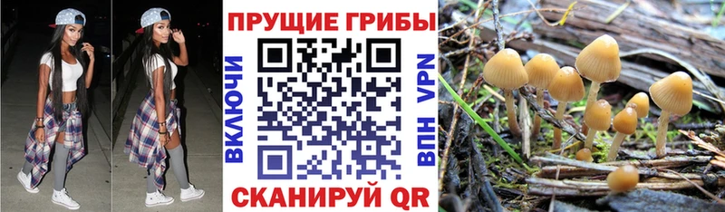 Галлюциногенные грибы Psilocybe  Белозерск 